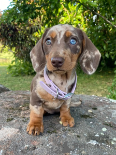 Zdjęcie №3. Słodka, mądra i pełna śmiałości Serce Loli jest tak ciepłe, jak jej przytulanie!. Szwajcaria