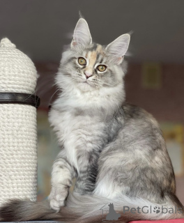 Zdjęcie №2 do zapowiedźy № 163186 na sprzedaż  maine coon - wkupić się Niemcy hodowca