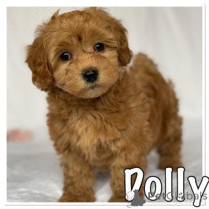 Zdjęcie №1. hawańczyk - na sprzedaż w Brondby | 2392zł | Zapowiedź №167506