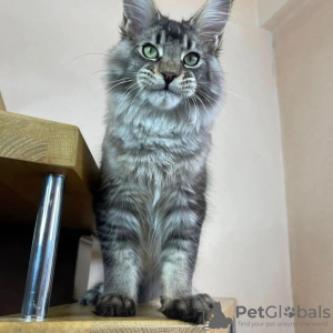 Zdjęcie №3. Kocięta Mainecoon do bezpłatnej adopcji. Niemcy