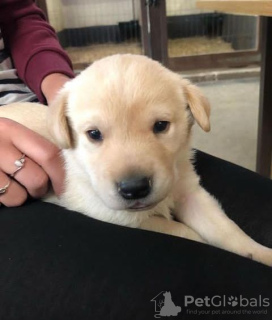 Zdjęcie №3. SZCZENIAK LABRADOR ZŁOTY RETRIEVER. Szwecja