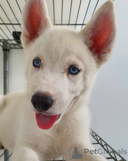 Zdjęcie №2 do zapowiedźy № 162868 na sprzedaż  husky syberyjski - wkupić się Republika Czeska prywatne ogłoszenie