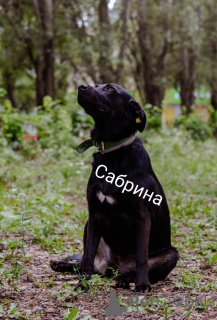 Zdjęcie №3. Szukamy domu dla Sabriny!. Federacja Rosyjska