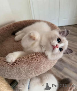 Zdjęcie №1. ragdoll - na sprzedaż w Monachium | 2296zł | Zapowiedź № 159052