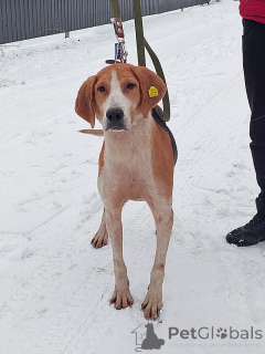 Zdjęcie №1. rosyjski pies - na sprzedaż w Moskova | Bezpłatny | Zapowiedź №165908