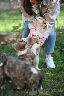 Zdjęcie №4. Sprzedam  w Kruševac. prywatne ogłoszenie - cena - negocjowane