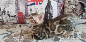 Zdjęcie №2 do zapowiedźy № 9784 na sprzedaż  kot bengalski - wkupić się Federacja Rosyjska od żłobka
