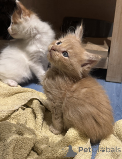 Zdjęcie №1. maine coon - na sprzedaż w bordeaux | Bezpłatny | Zapowiedź № 175322