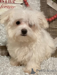 Zdjęcie №3. Sprzedam urocze szczenięta rasy Maltańczyk i suczka. USA