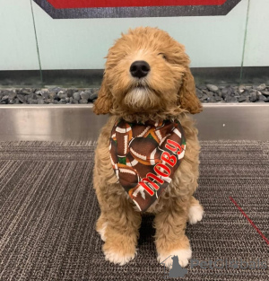 Zdjęcie №2 do zapowiedźy № 88793 na sprzedaż  labradoodle - wkupić się Estonia prywatne ogłoszenie