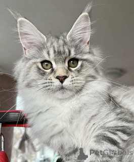 Zdjęcie №2 do zapowiedźy № 163172 na sprzedaż  maine coon - wkupić się Niemcy hodowca