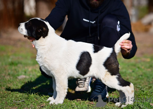 Zdjęcie №4. Sprzedam owczarek środkowoazjatycki w Stari Banovci. prywatne ogłoszenie - cena - negocjowane
