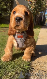 Zdjęcie №1. cocker spaniel angielski - na sprzedaż w Alavus | 3012zł | Zapowiedź №167786