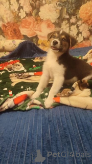 Zdjęcie №3. Mały charyzmatyczny szczeniak szuka najmilszych długopisów!. Federacja Rosyjska