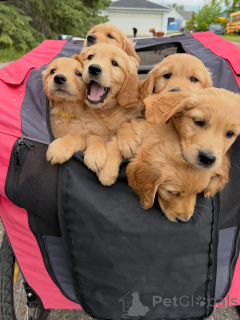 Zdjęcie №2 do zapowiedźy № 171208 na sprzedaż  golden retriever - wkupić się Szwecja hodowca