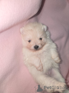 Zdjęcie №2 do zapowiedźy № 161706 na sprzedaż   - wkupić się Belgia prywatne ogłoszenie