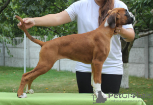 Zdjęcie №4. Sprzedam bokser w Brest.  - cena - negocjowane