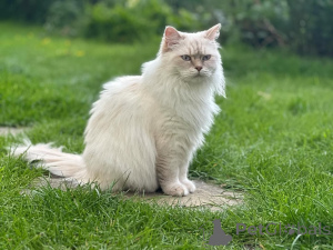 Zdjęcie №1. ragdoll - na sprzedaż w Alingsq | negocjowane | Zapowiedź № 155401