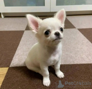 Zdjęcie №2 do zapowiedźy № 131997 na sprzedaż  chihuahua (rasa psów) - wkupić się Holandia hodowca