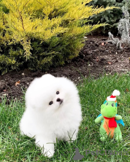 Zdjęcie №4. Sprzedam szpic miniaturowy w Bregenz. prywatne ogłoszenie - cena - 1931zł