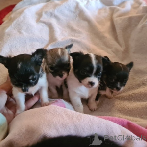 Zdjęcie №1. chihuahua (rasa psów) - na sprzedaż w Berlin | negocjowane | Zapowiedź №148399