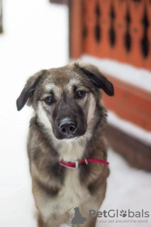 Zdjęcie №1. pies nierasowy - na sprzedaż w Pushkino | Bezpłatny | Zapowiedź №18272