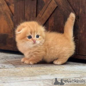 Zdjęcie №1. munchkin - na sprzedaż w Ryga | negocjowane | Zapowiedź № 177316