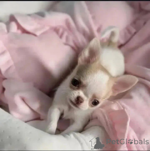 Zdjęcie №1.  - na sprzedaż w Nawóz | Bezpłatny | Zapowiedź №164731