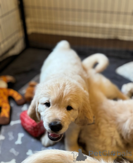 Zdjęcie №3. Sprzedam szczenięta Lilac Merle i Lilac Chow Chow. Gruzja