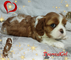 Dodatkowe zdjęcia: SZCZENIĘTA Cavalier King Charles Spaniel