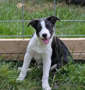 Zdjęcie №2 do zapowiedźy № 175980 na sprzedaż  border collie - wkupić się Niemcy prywatne ogłoszenie