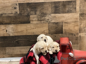 Zdjęcie №2 do zapowiedźy № 135426 na sprzedaż  golden retriever - wkupić się Wielka Brytania prywatne ogłoszenie, hodowca