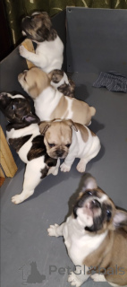 Zdjęcie №3. Oferuję rezerwację. Ukraina