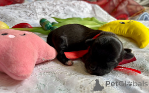 Zdjęcie №1. hawańczyk - na sprzedaż w Pogórze | 4500zł | Zapowiedź №143662