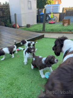 Zdjęcie №2 do zapowiedźy № 149698 na sprzedaż  springer spaniel angielski - wkupić się Niemcy prywatne ogłoszenie