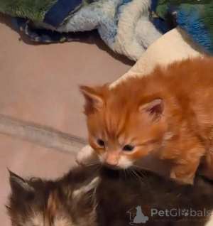 Zdjęcie №3. Maine-Coon-Süße WhatsApp pod numerem 44 7453 907158. Niemcy