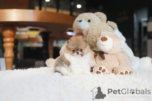 Zdjęcie №1. szpic miniaturowy - na sprzedaż w Miasto Tennessee | negocjowane | Zapowiedź №155002