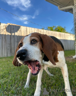 Zdjęcie №3. Poznaj Hudsona, zabawnego odkrywcę wody o sercu wielkim jak łapy!. Belgia