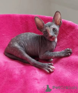 Zdjęcie №3. Grube kocięta Cornish Rex dostępne w dobrym domu. Szwajcaria