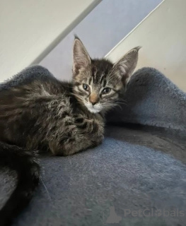 Zdjęcie №4. Sprzedam kot cornish rex w Melton. hodowca - cena - Bezpłatny