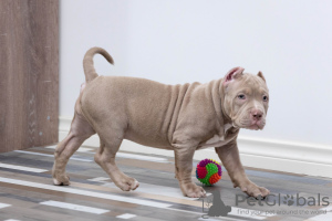 Zdjęcie №4. Sprzedam american bully w Dolgoprudny. prywatne ogłoszenie, od żłobka, hodowca - cena - 4604zł