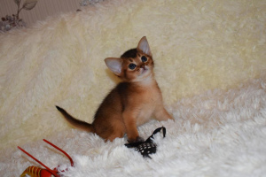 Zdjęcie №2 do zapowiedźy № 2100 na sprzedaż  kot abisyński - wkupić się Federacja Rosyjska 