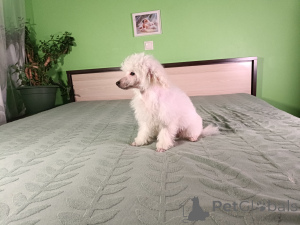 Zdjęcie №3. Pudle krasnoludka. Estonia