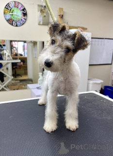 Zdjęcie №4. Sprzedam pies nierasowy w Chicago. hodowca - cena - 2541zł