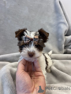 Zdjęcie №3. Biewer Yorkshire Terrier Rejestr. Niemcy