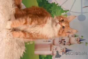 Zdjęcie №3. Vladi. Izrael