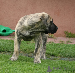 Zdjęcie №3. Szczenięta Dogo Canario. Łotwa