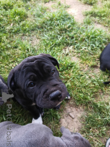 Zdjęcie №2 do zapowiedźy № 139925 na sprzedaż  staffordshire bull terrier - wkupić się Szwajcaria prywatne ogłoszenie