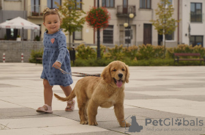 Dodatkowe zdjęcia: Dziewczynka Golden Retriever