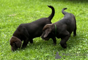 Zdjęcie №2 do zapowiedźy № 56604 na sprzedaż  labrador retriever - wkupić się Niemcy 